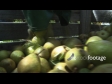 Pears in Bin 2 POV 1259